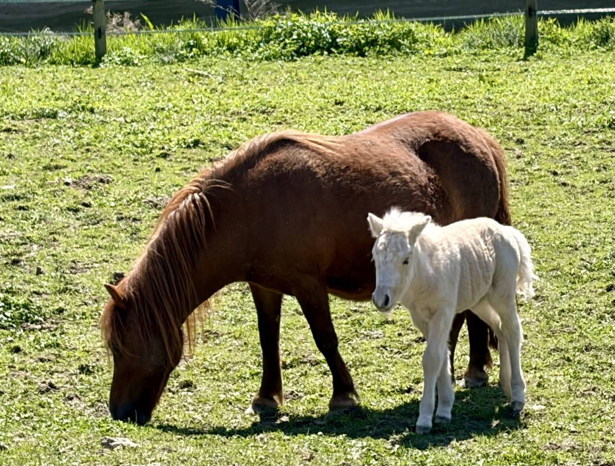 Pouliche palomino 2026 &ndash; proche de l&rsquo;homme, douce et fa