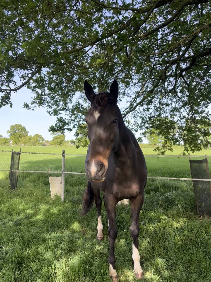 Demi-pension jument Pur-Sang 13 ans &ndash; Douce, attachante