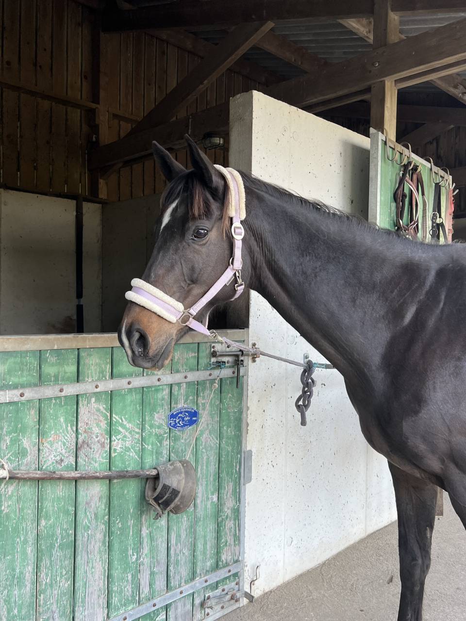 Demi-pension jument Pur-Sang 13 ans &ndash; Douce, attachante