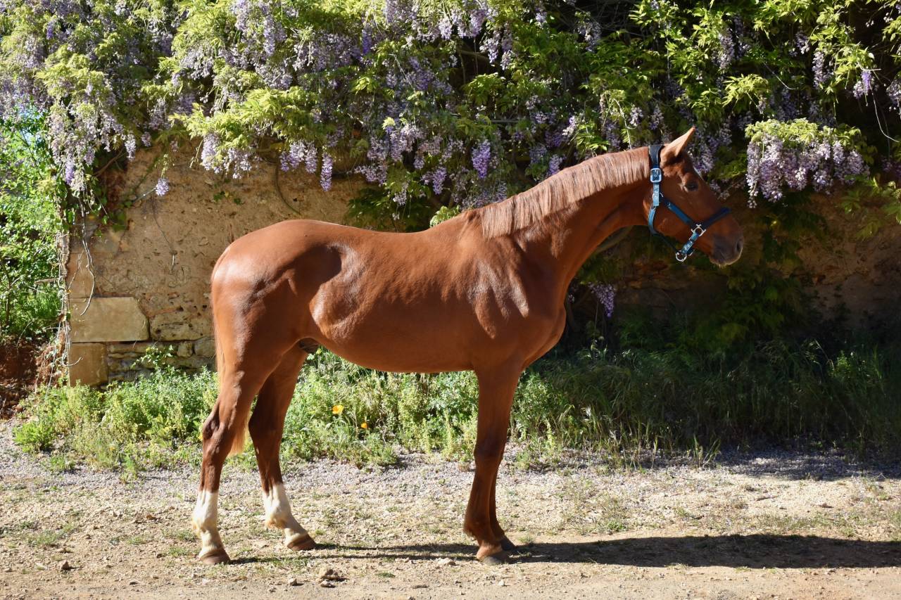 Hongre de 2 ans par Escaneno x Foundation 