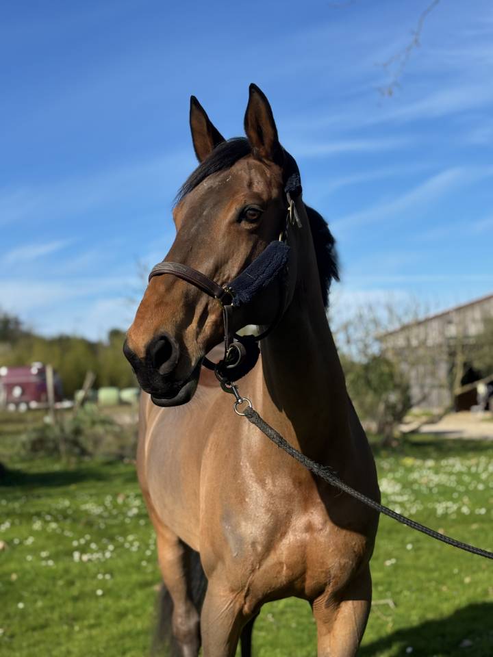 &Agrave; vendre 12 ans id&eacute;al amateur &eacute;lite 125