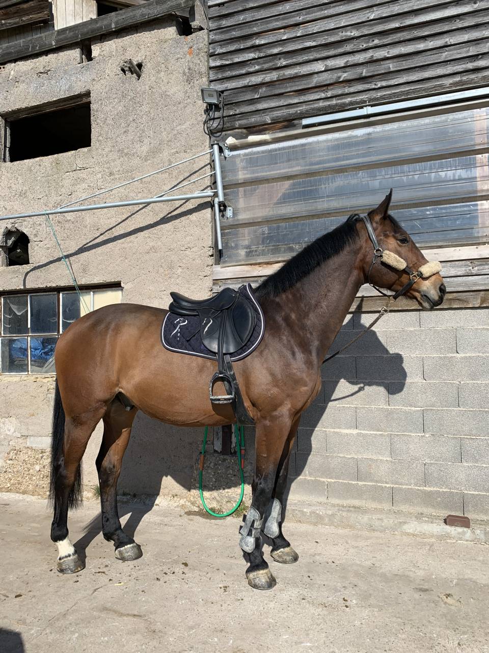 Cheval de loisir Hongre de 14 ans 