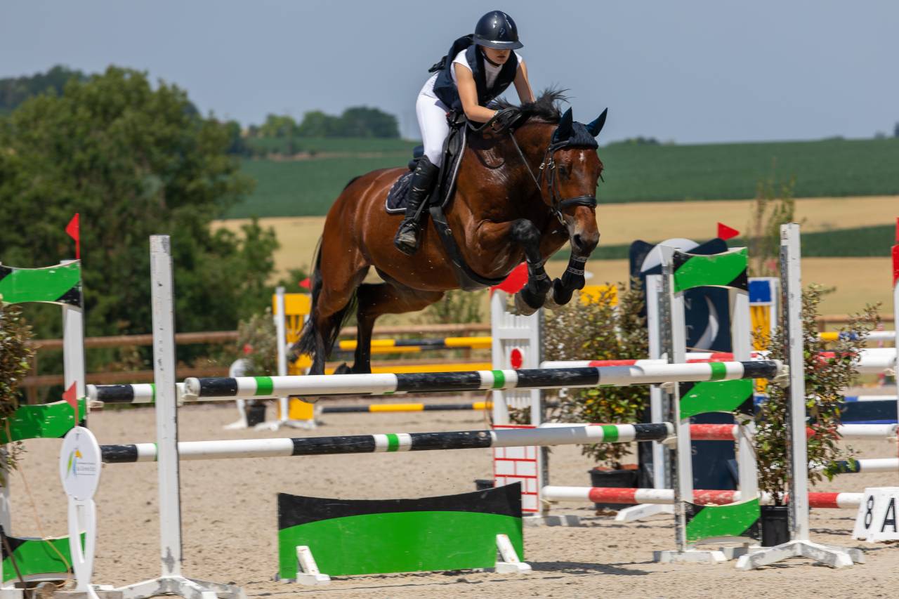 Cheval de loisir Hongre de 14 ans 