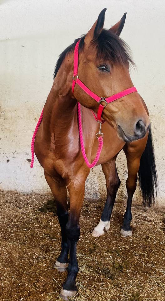 Diamant Oldenburg 6 ans, gros potentiel 