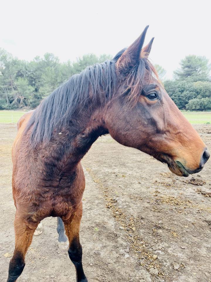 Diamant Oldenburg 6 ans, gros potentiel 