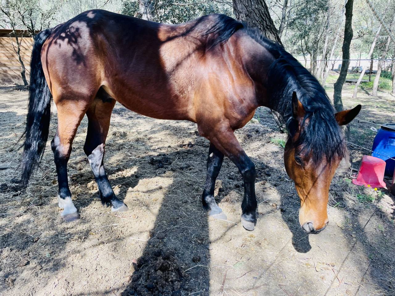 Diamant Oldenburg 6 ans, gros potentiel 