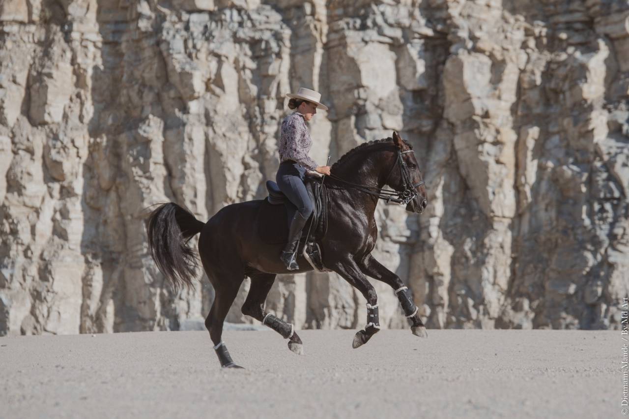 Cheval de dressage ma&icirc;tre d&rsquo;&eacute;cole 