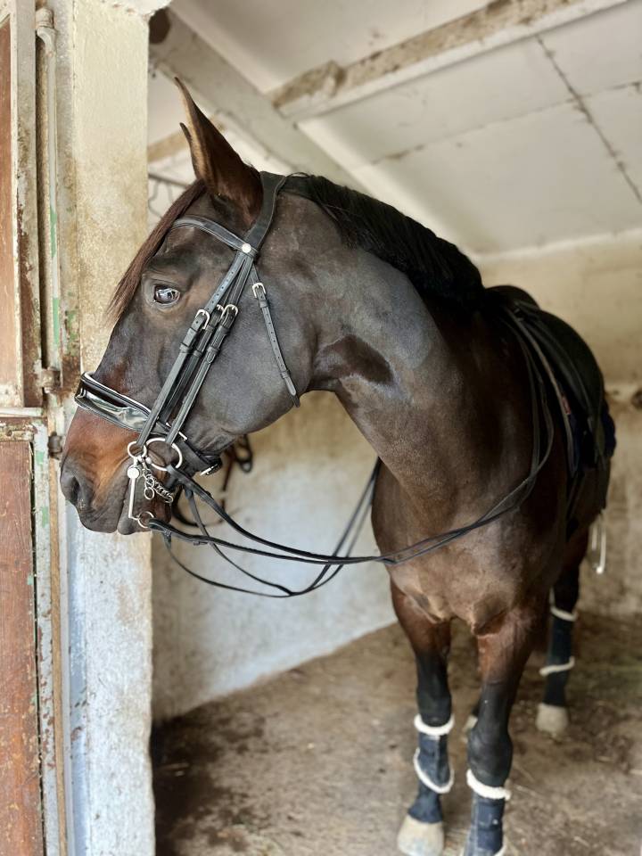 Cheval de dressage ma&icirc;tre d&rsquo;&eacute;cole 