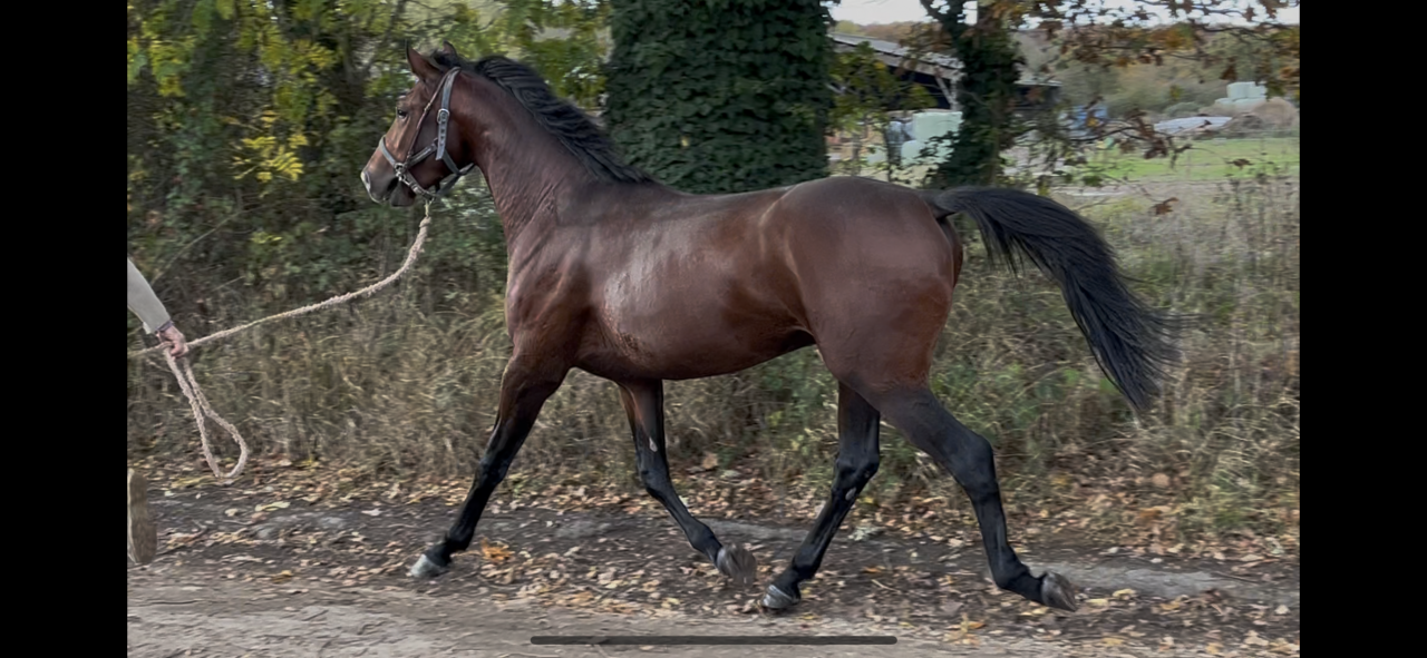 cavalier en formation Galop 7