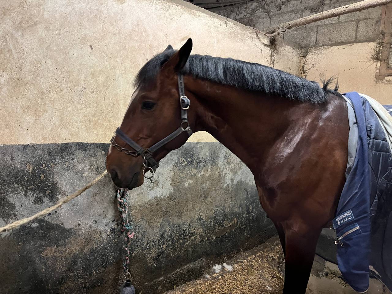 cavalier en formation Galop 7