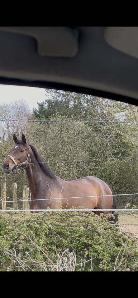 cavalier en formation Galop 7