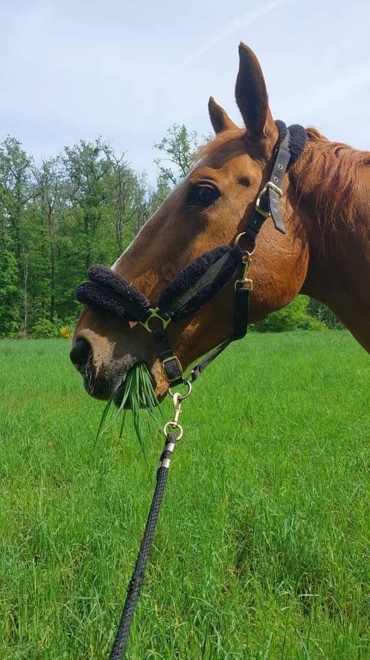 Demi pension ouest lyonnais 