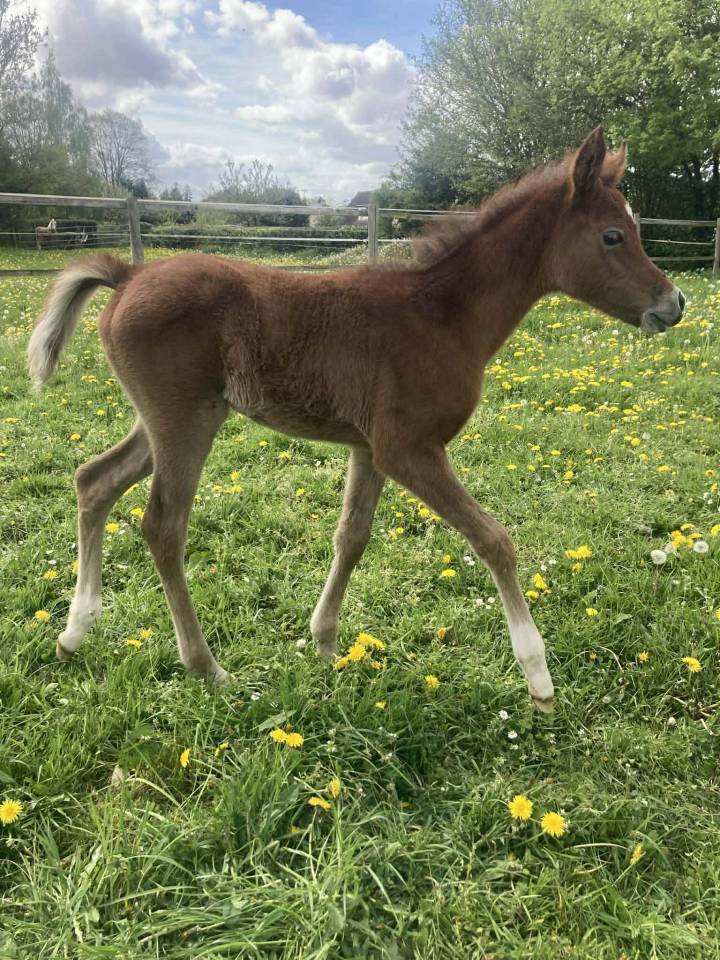 Poulini&egrave;re + pouliche