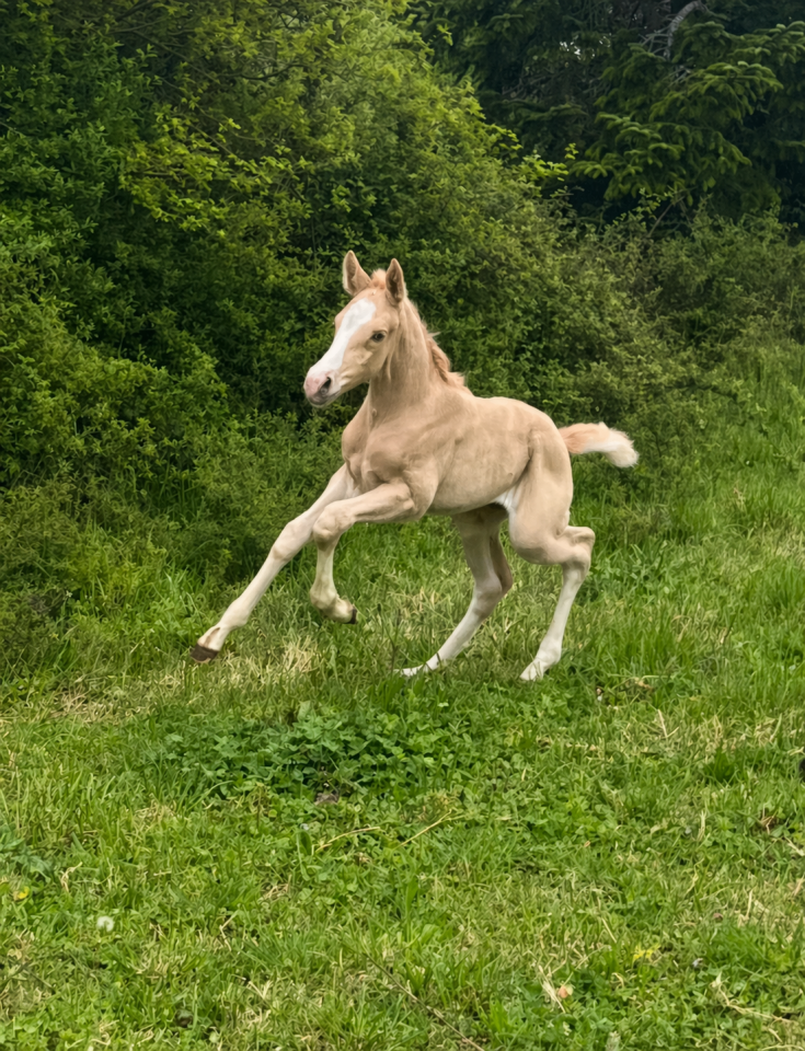 Poulain sf palomino 