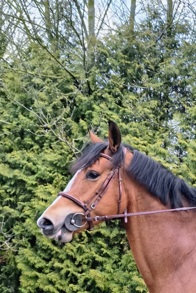 Jument baie selle fran&ccedil;ais 4 ans  par Mighty Magic