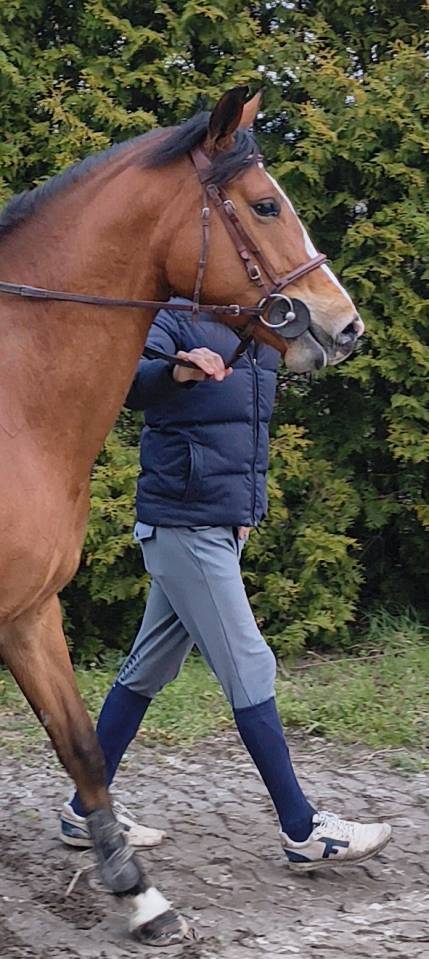 Jument baie selle fran&ccedil;ais 4 ans  par Mighty Magic