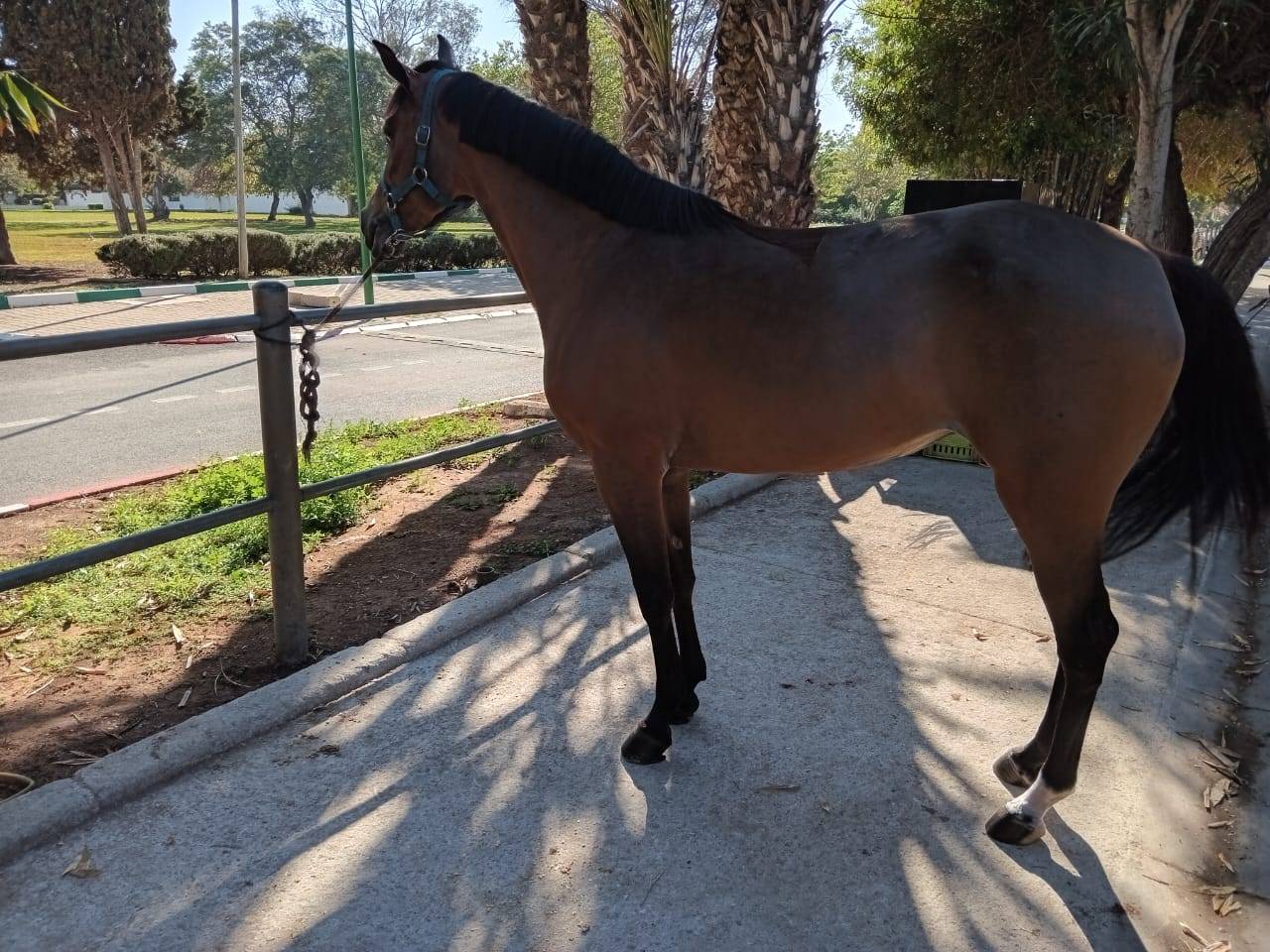 &Agrave; VENDRE : Super ponette de 6 ans - tr&egrave;s belles