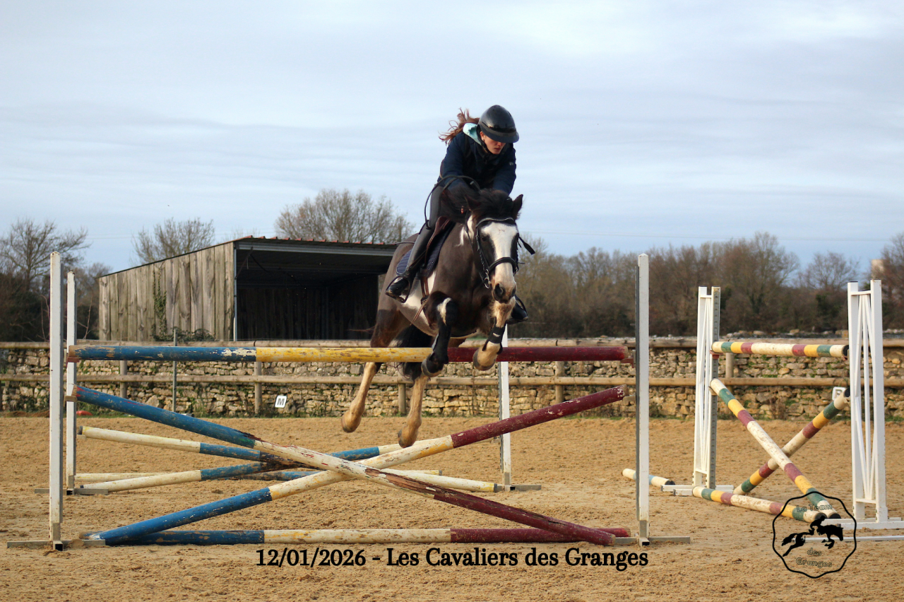 ? &Agrave; vendre &ndash; Jeune cheval pie avec qualit&eacute;s sportives