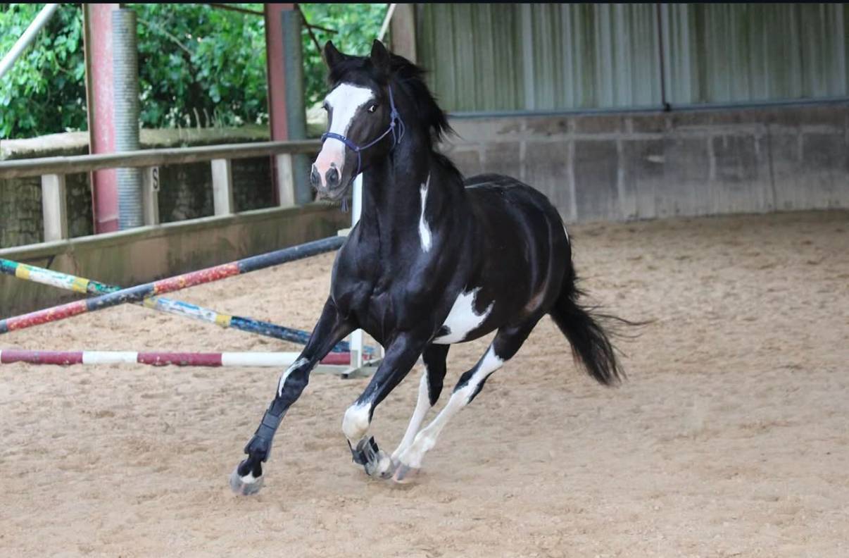 ? &Agrave; vendre &ndash; Jeune cheval pie avec qualit&eacute;s sportives