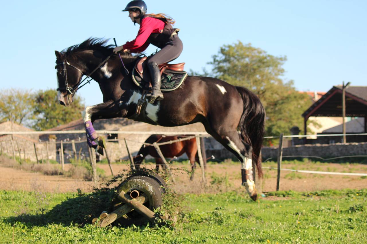 ? &Agrave; vendre &ndash; Jeune cheval pie avec qualit&eacute;s sportives