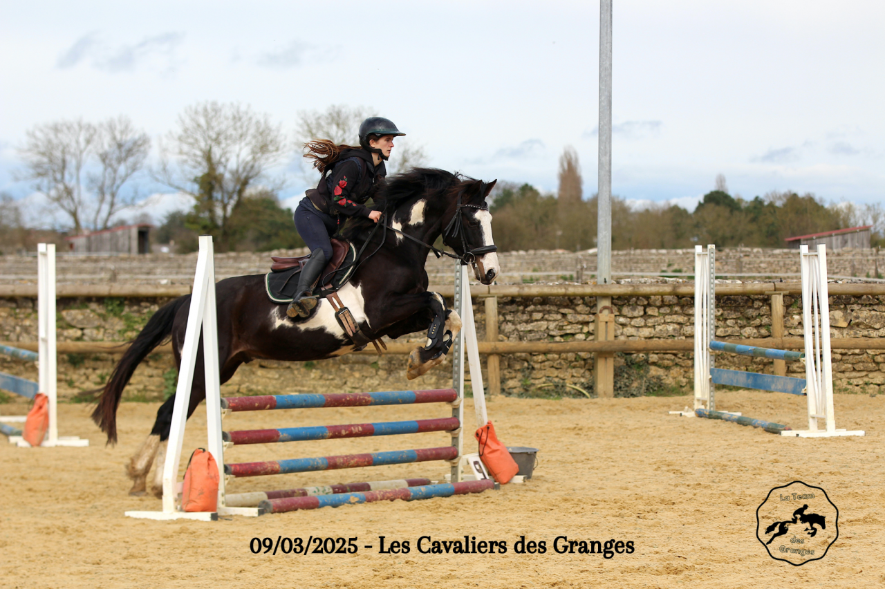 ? &Agrave; vendre &ndash; Jeune cheval pie avec qualit&eacute;s sportives