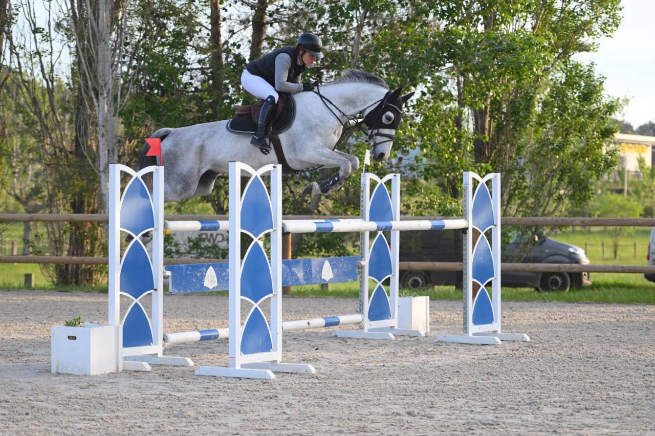 Jument de sport 8 ans top qualit&eacute;