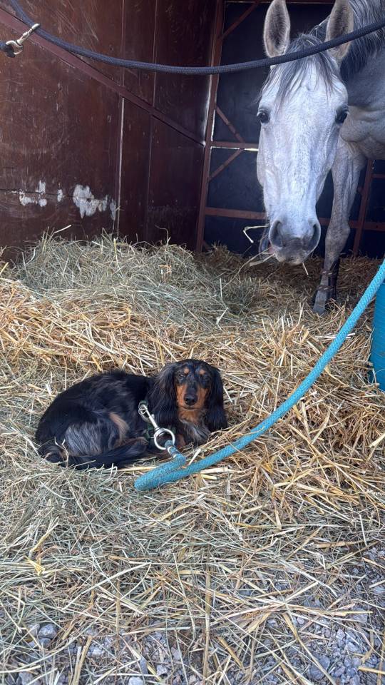 Jument de sport 8 ans top qualit&eacute;