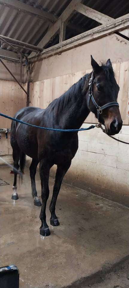 Adorable jument PS de 6 ans