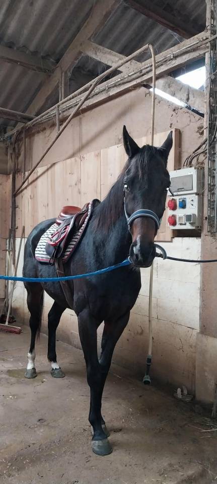 Adorable jument PS de 6 ans