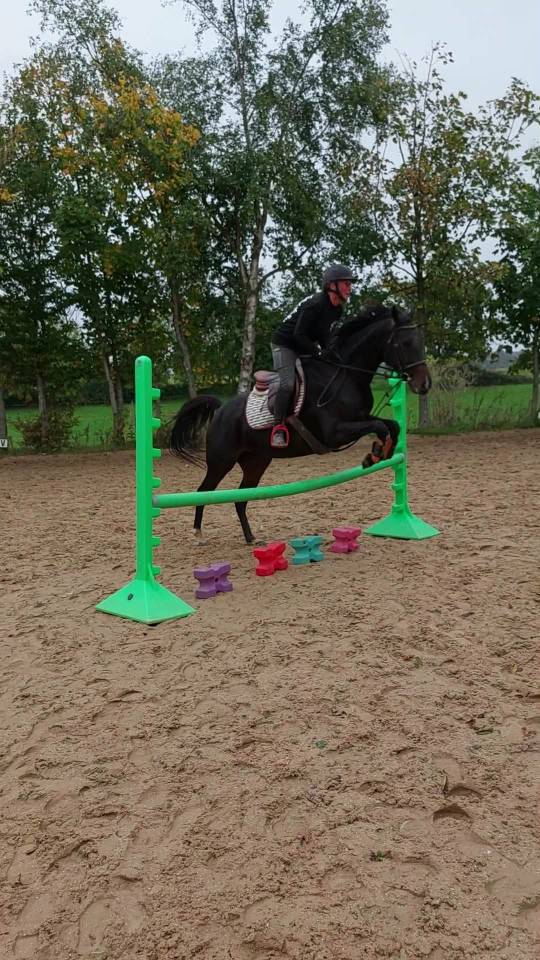 Adorable jument PS de 6 ans