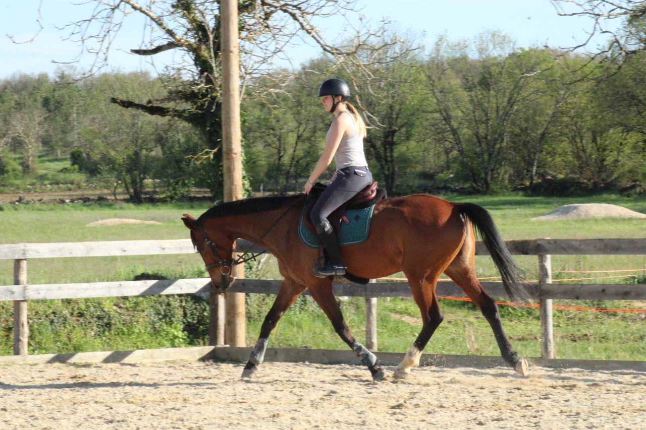 Jument &agrave; confier 