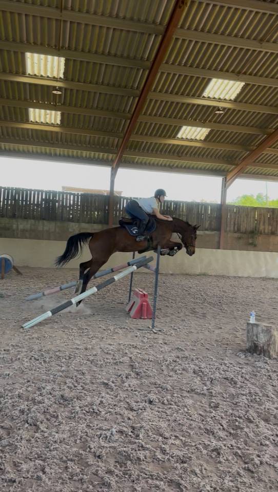 Jument &agrave; confier 