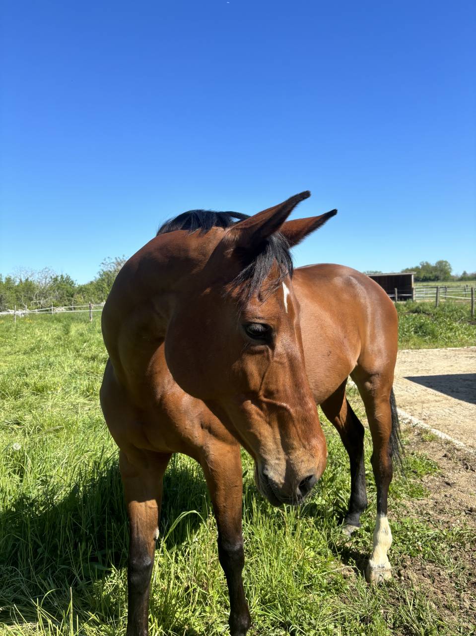 Jument &agrave; confier 