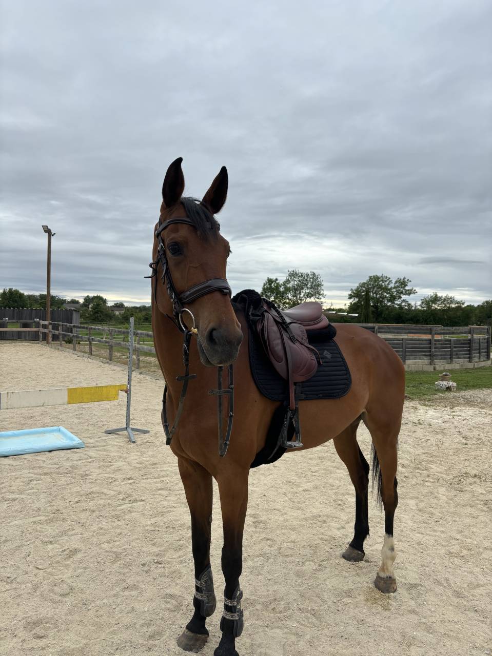 Jument &agrave; confier 