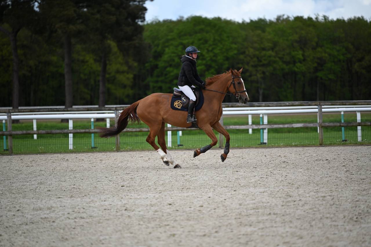 Jument CSO &agrave; vendre 