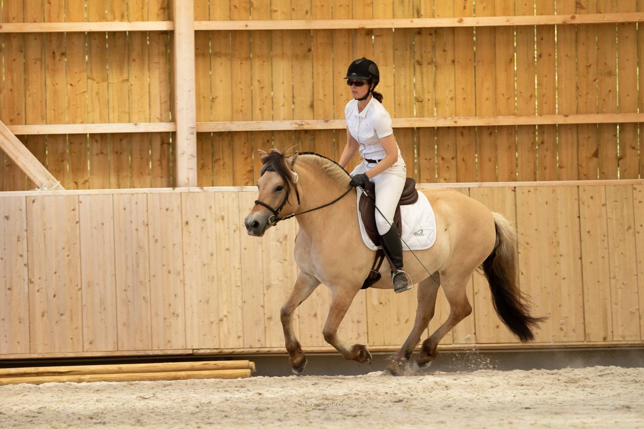 Ponette - Fjord - 8 ans - Dressage & Loisir - France