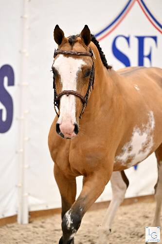 Tr&egrave;s joli poulain 2025