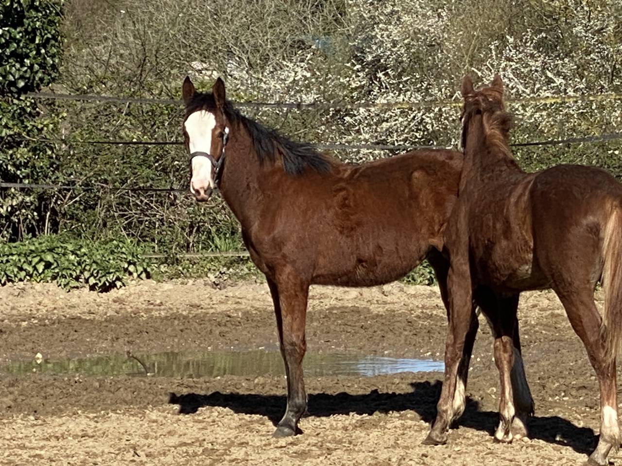 Tr&egrave;s joli poulain 2025