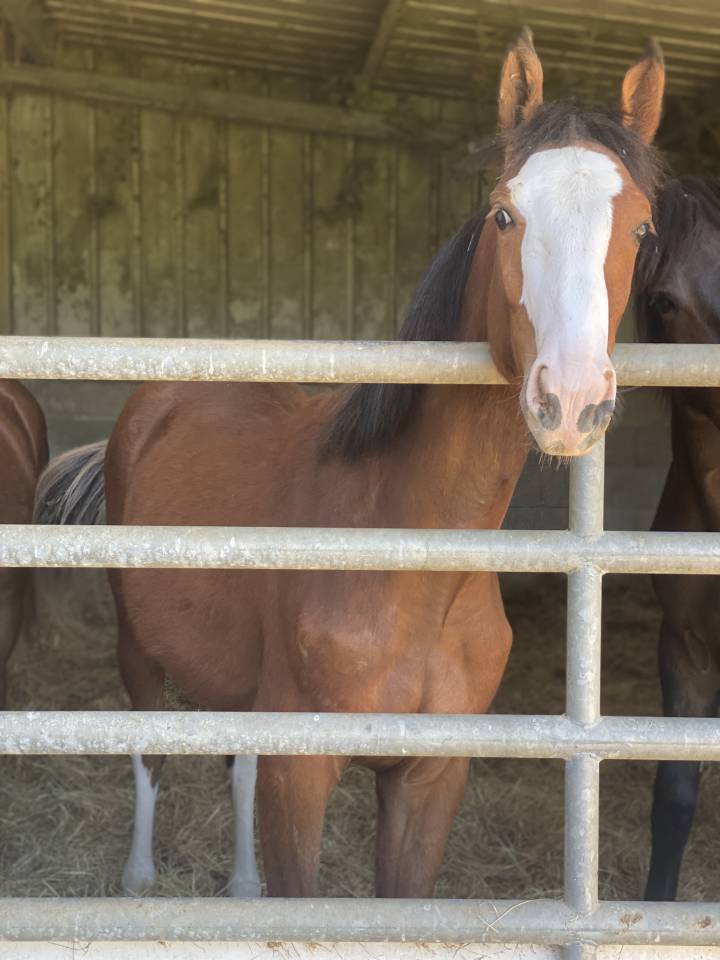 Tr&egrave;s joli poulain 2025