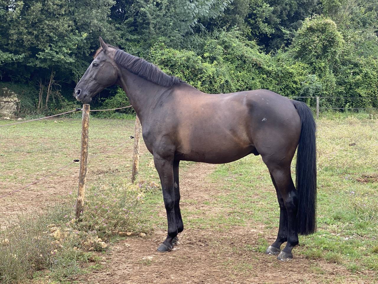 Tr&egrave;s joli hongre HUNTER CSO