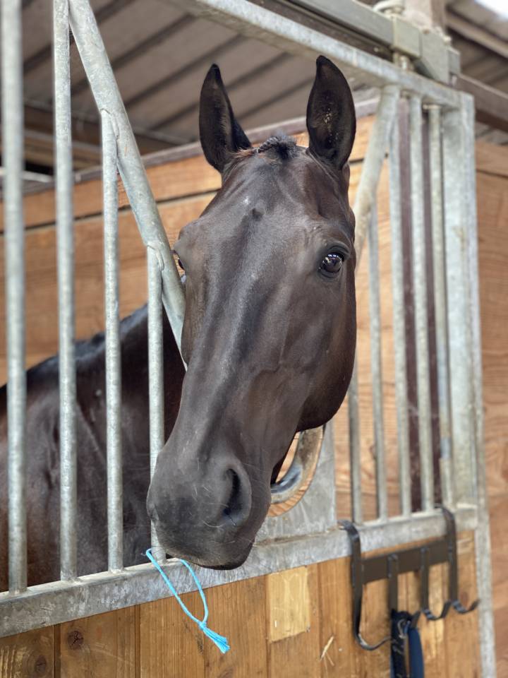 Tr&egrave;s joli hongre HUNTER CSO