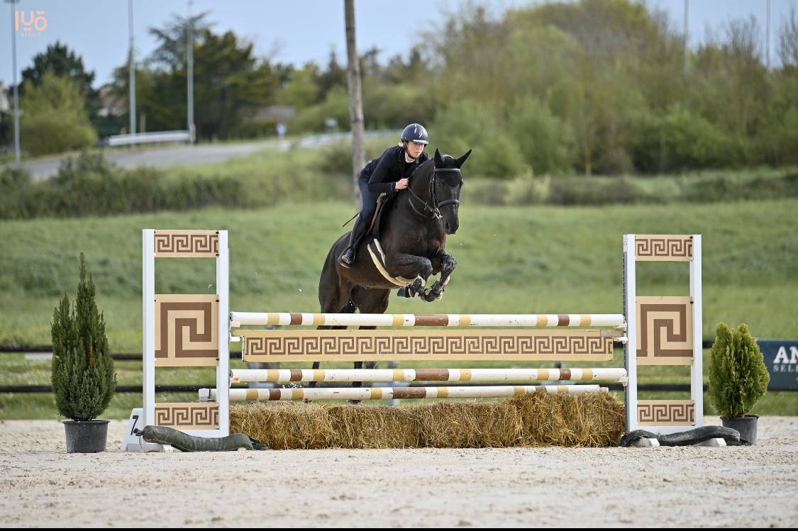 Tr&egrave;s joli hongre HUNTER CSO