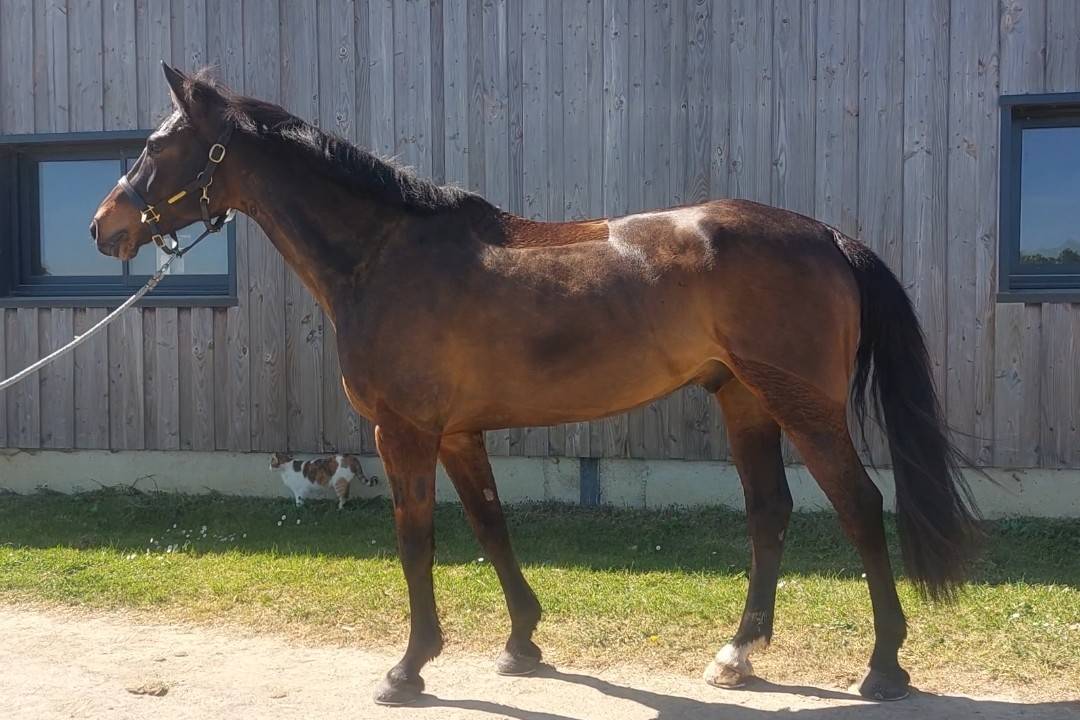 A vendre Selle Fran&ccedil;ais 6 ans 