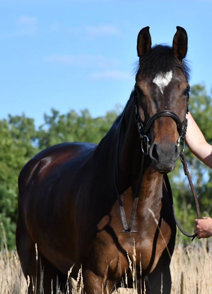 A vendre Selle Fran&ccedil;ais 6 ans 