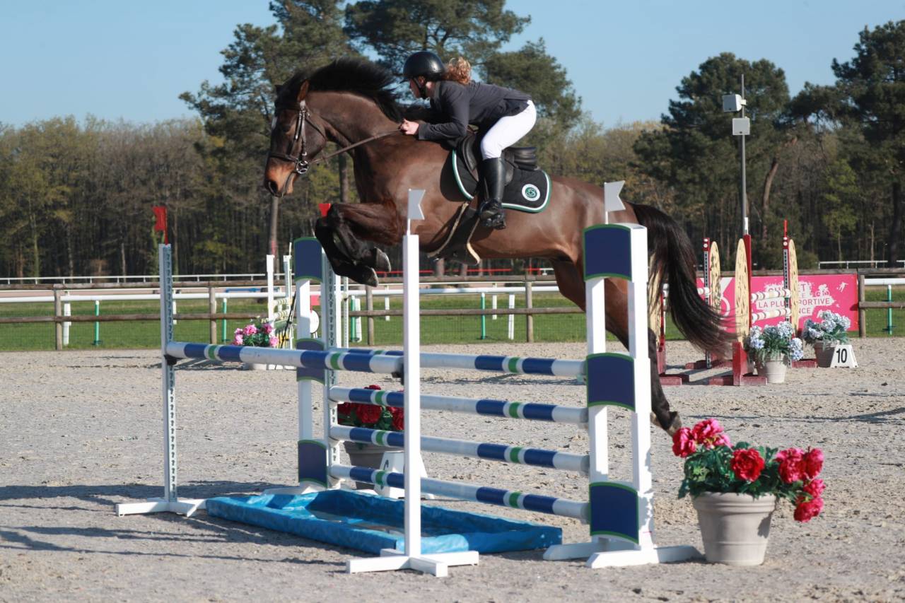 A vendre Selle Fran&ccedil;ais 6 ans 