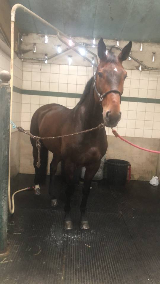 Cheval de dressage / loisir / compagnie 