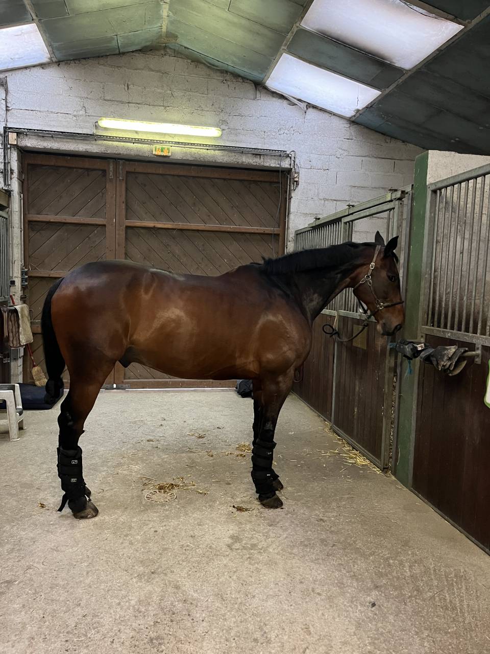 Cheval de dressage / loisir / compagnie 