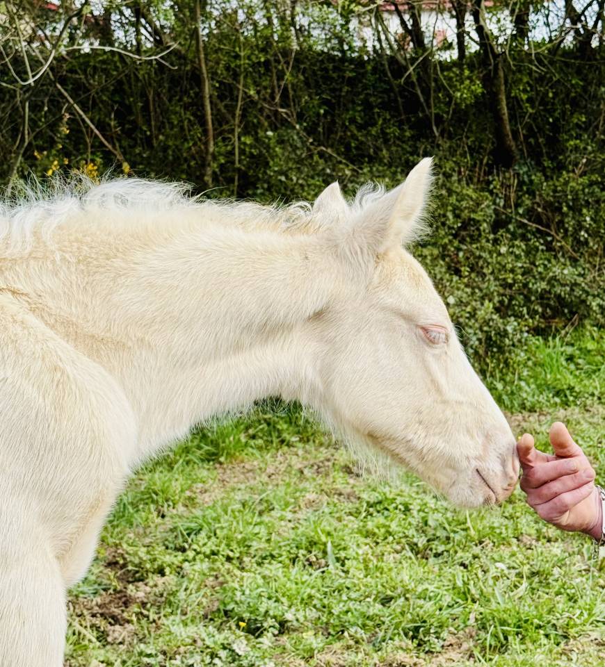 Magnifique poulain cremelo 