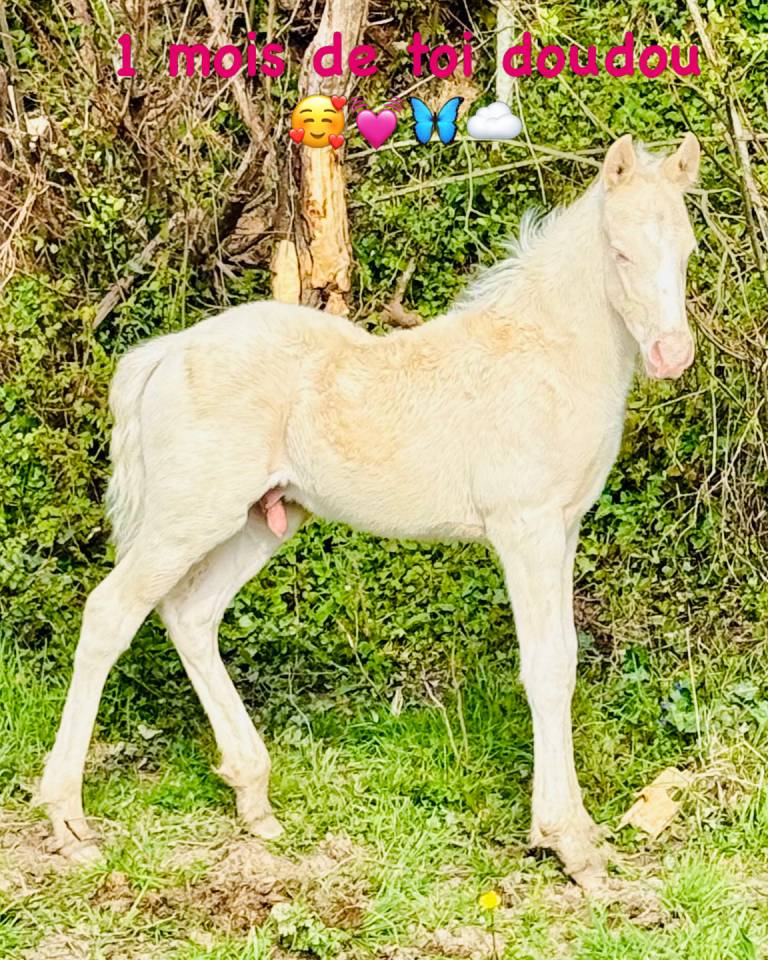 Magnifique poulain cremelo 