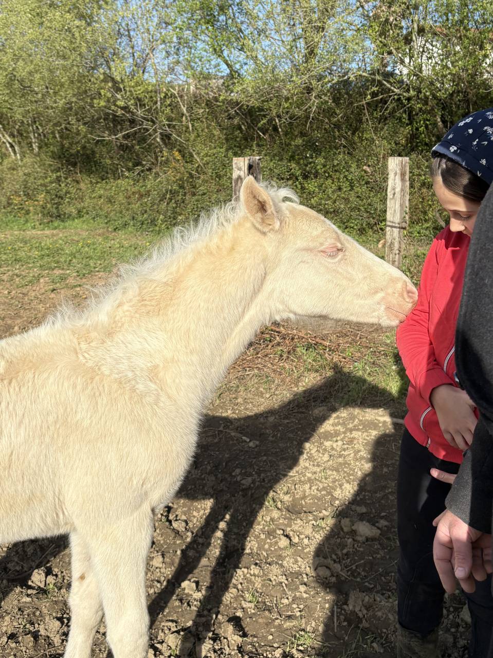 Magnifique poulain cremelo 